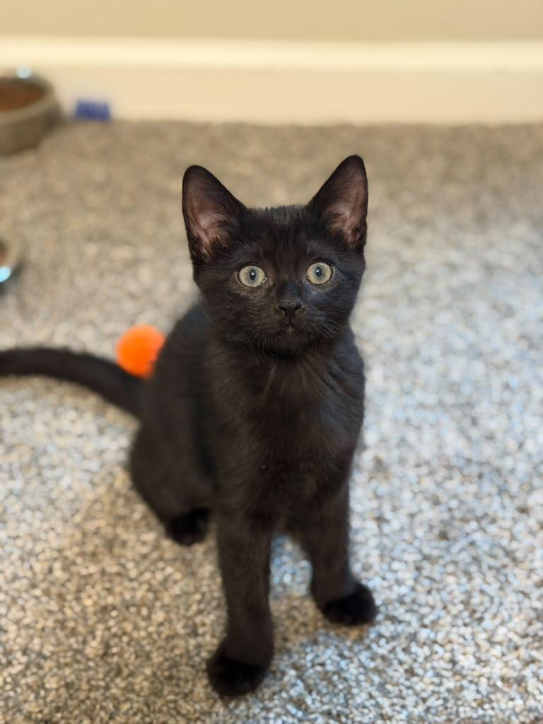 Enlarge Francesca, a Adoptable Domestic Short Hair in Brookhaven, GA image 3/6