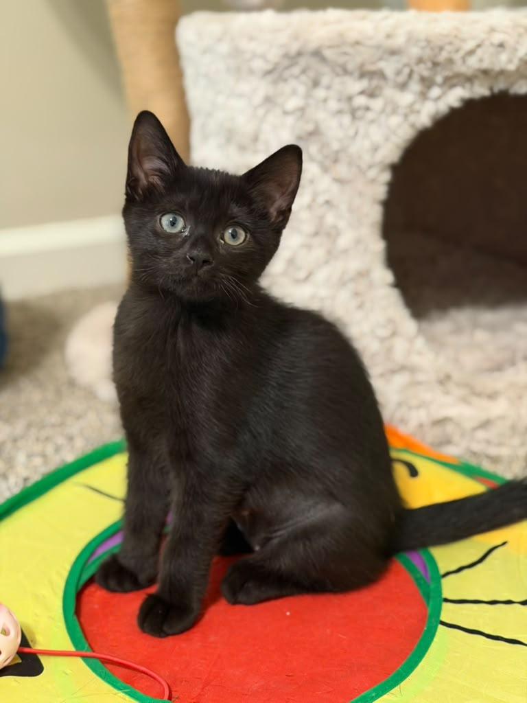 Enlarge Francesca, a Adoptable Domestic Short Hair in Brookhaven, GA image 1/6