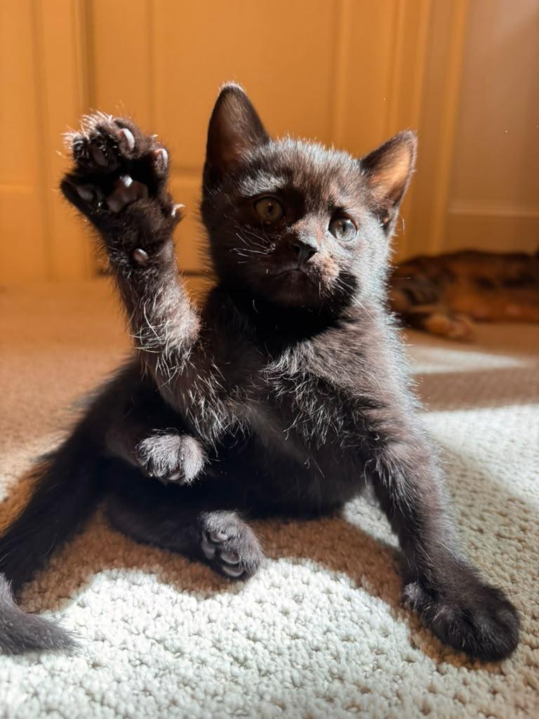 Enlarge Francesca, a Adoptable Domestic Short Hair in Brookhaven, GA image 5/6