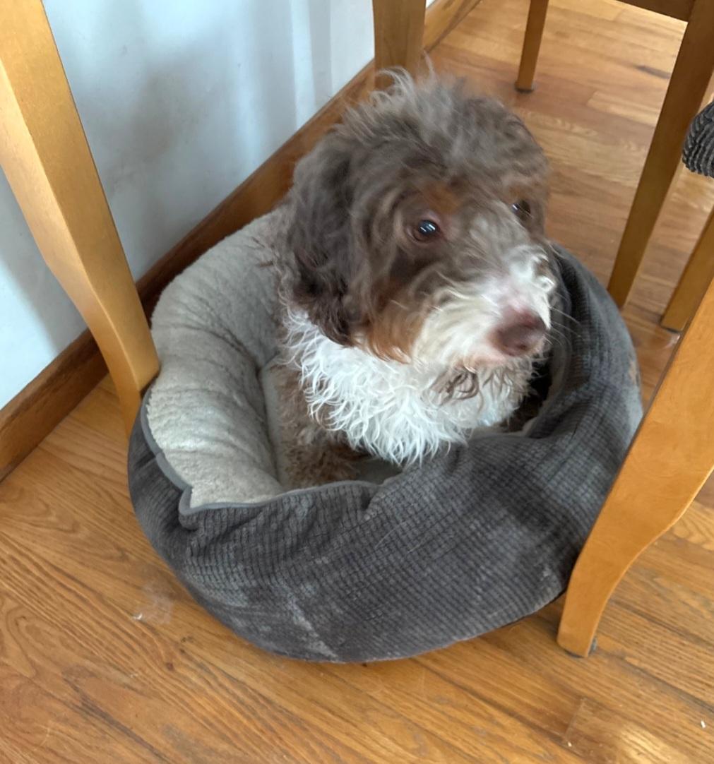 Sandy, ADOPTABLE, Adult Female Aussiedoodle.