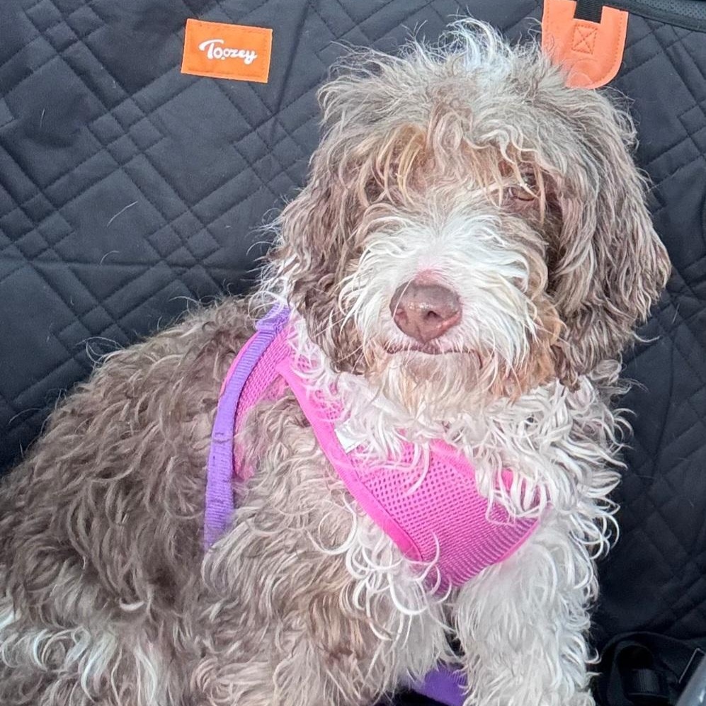 Enlarge Sandy, a ADOPTABLE Aussiedoodle in Maumee, OH image 3/3