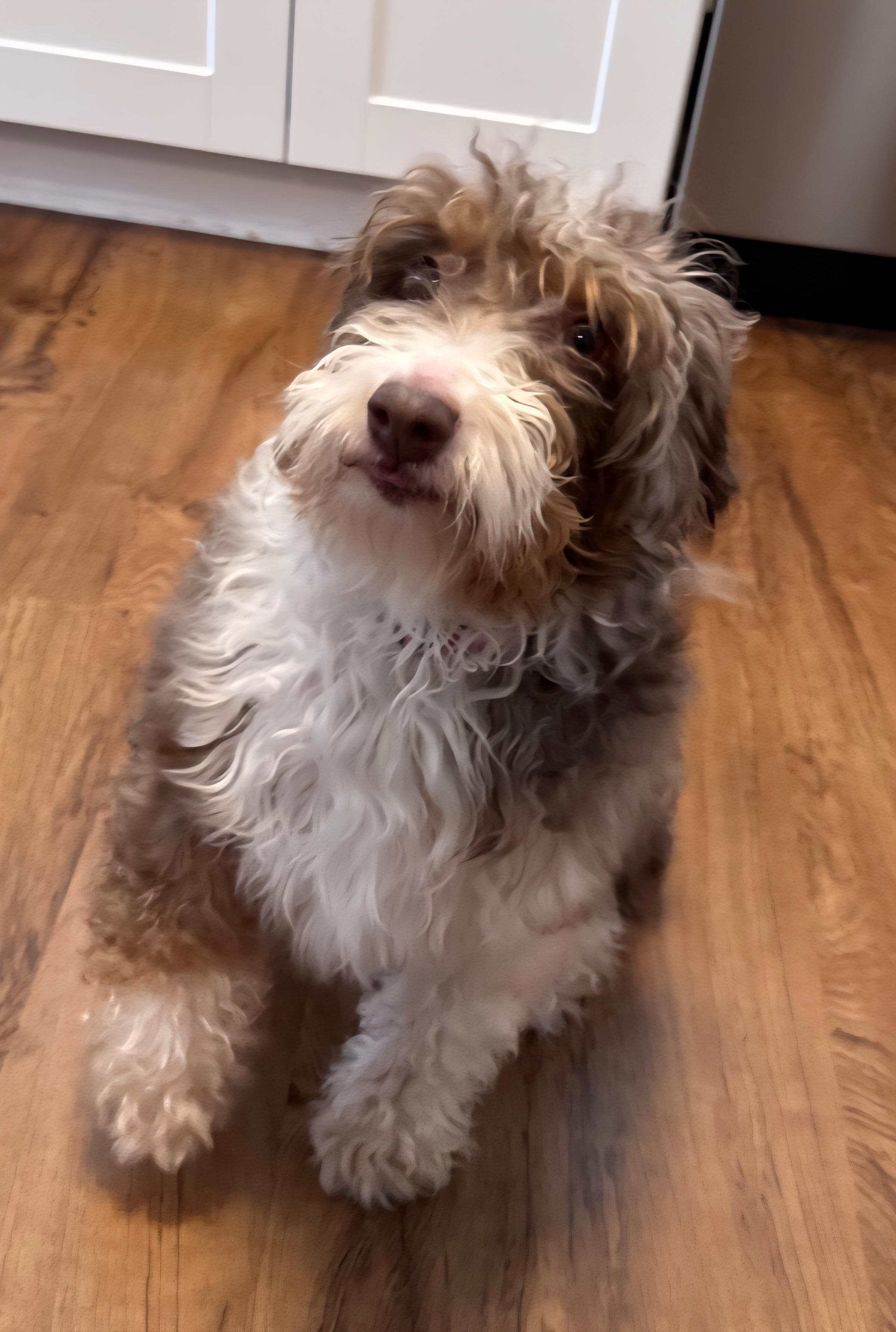 Enlarge Sandy, a ADOPTABLE Aussiedoodle in Maumee, OH image 2/3