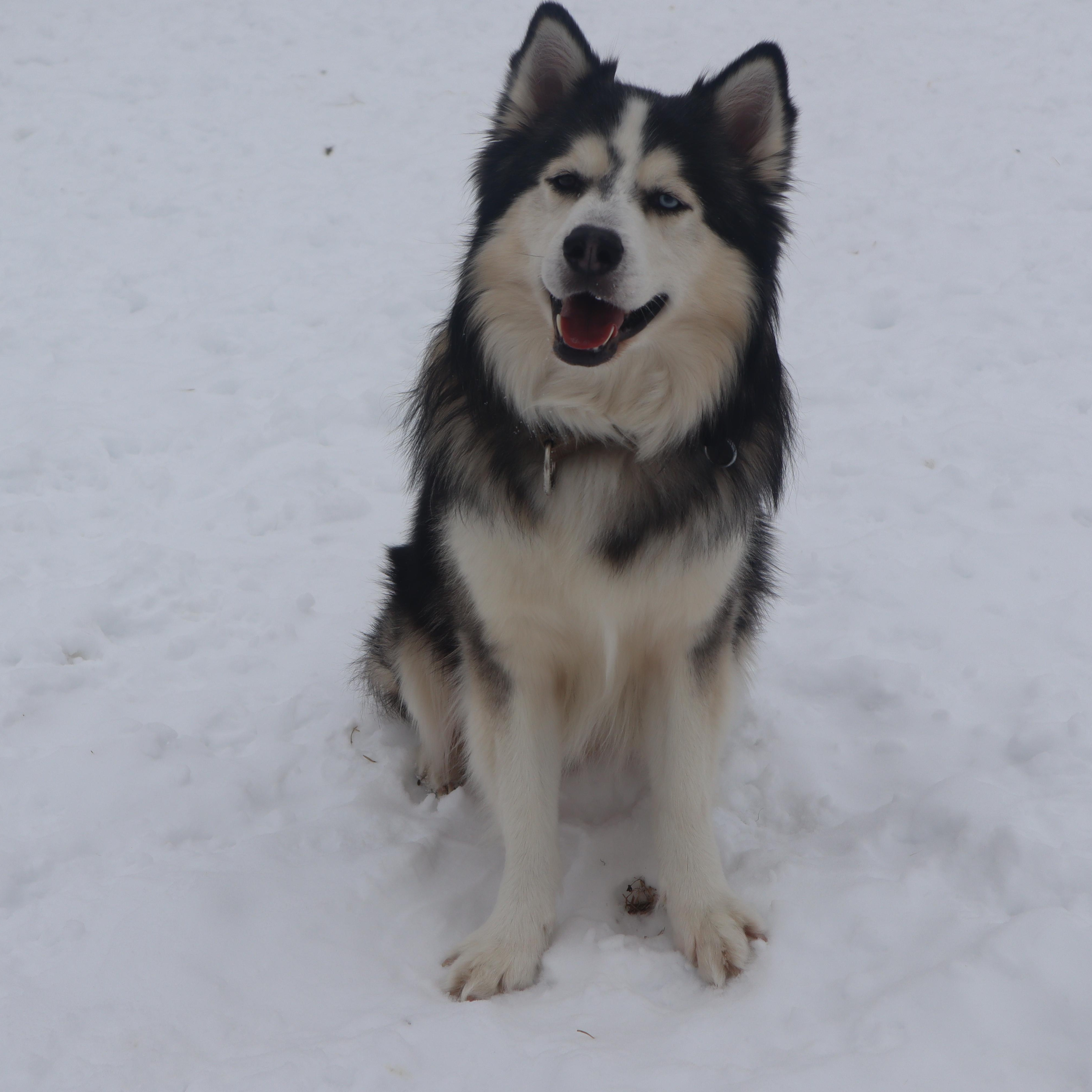 Enlarge Titus - Paws Behind Bars Prison Trained, a ADOPTABLE Siberian Husky in Goshen, KY image 5/5