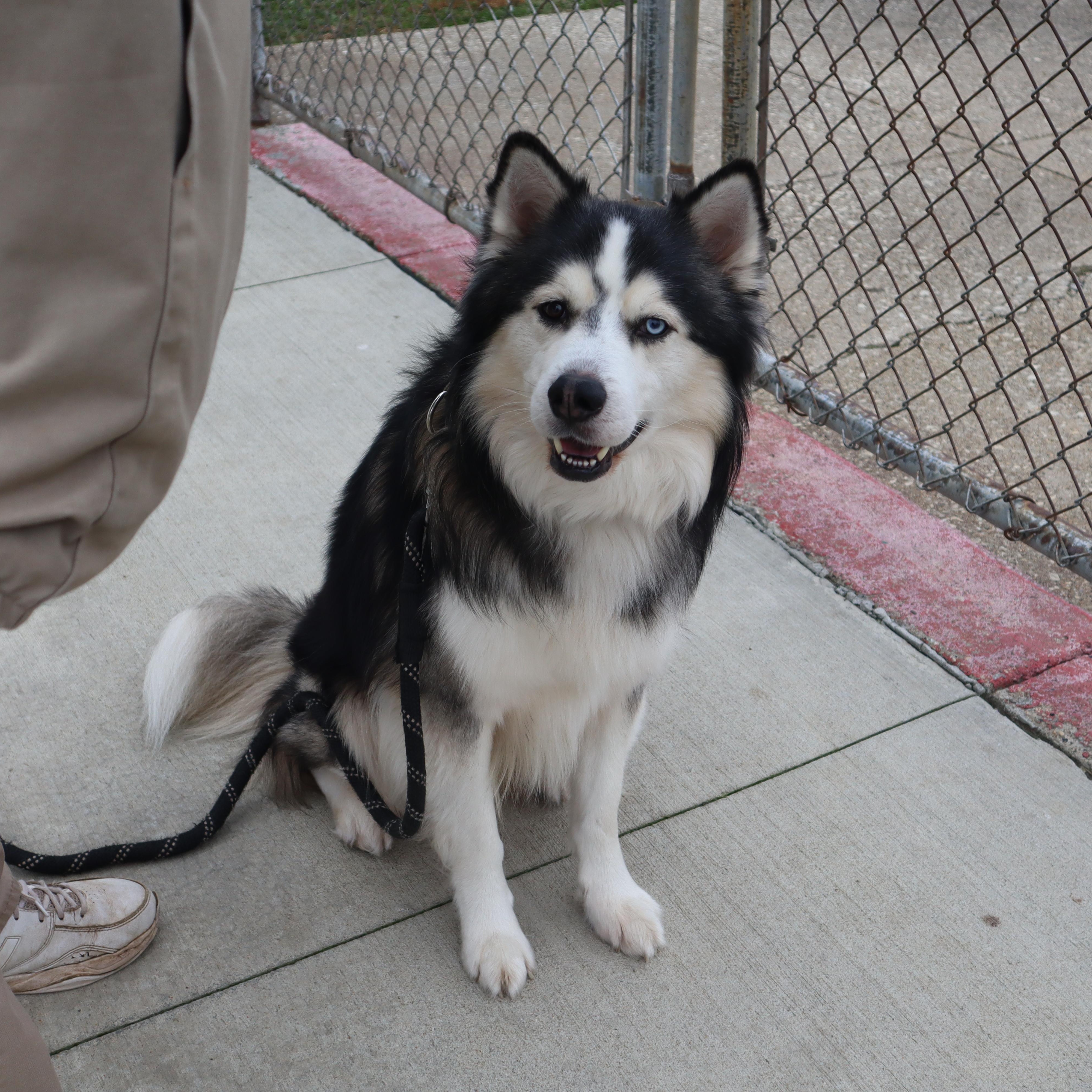 Titus - Paws Behind Bars Prison Trained, ADOPTABLE, Adult Male Siberian Husky.
