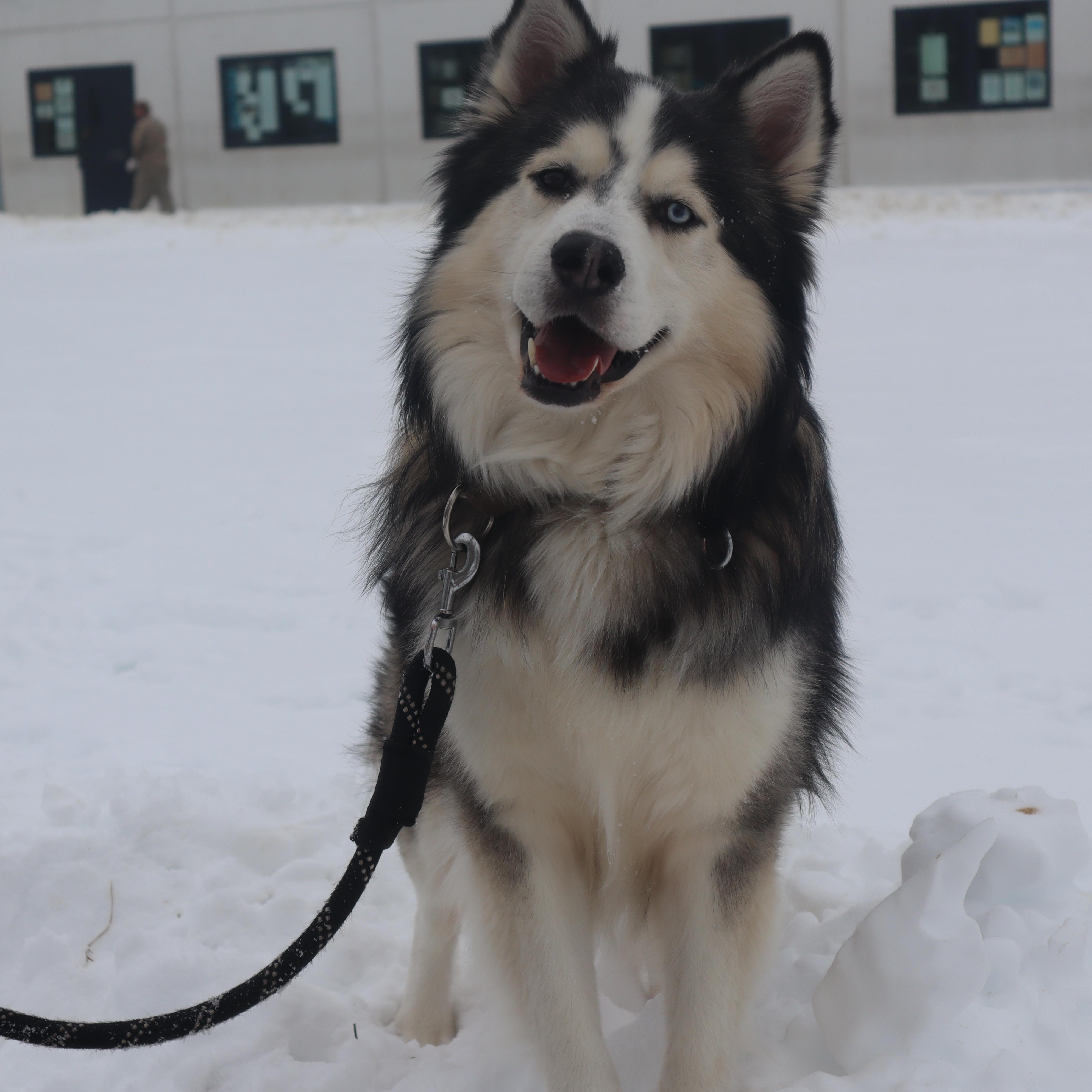 Enlarge Titus - Paws Behind Bars Prison Trained, a ADOPTABLE Siberian Husky in Goshen, KY image 3/5