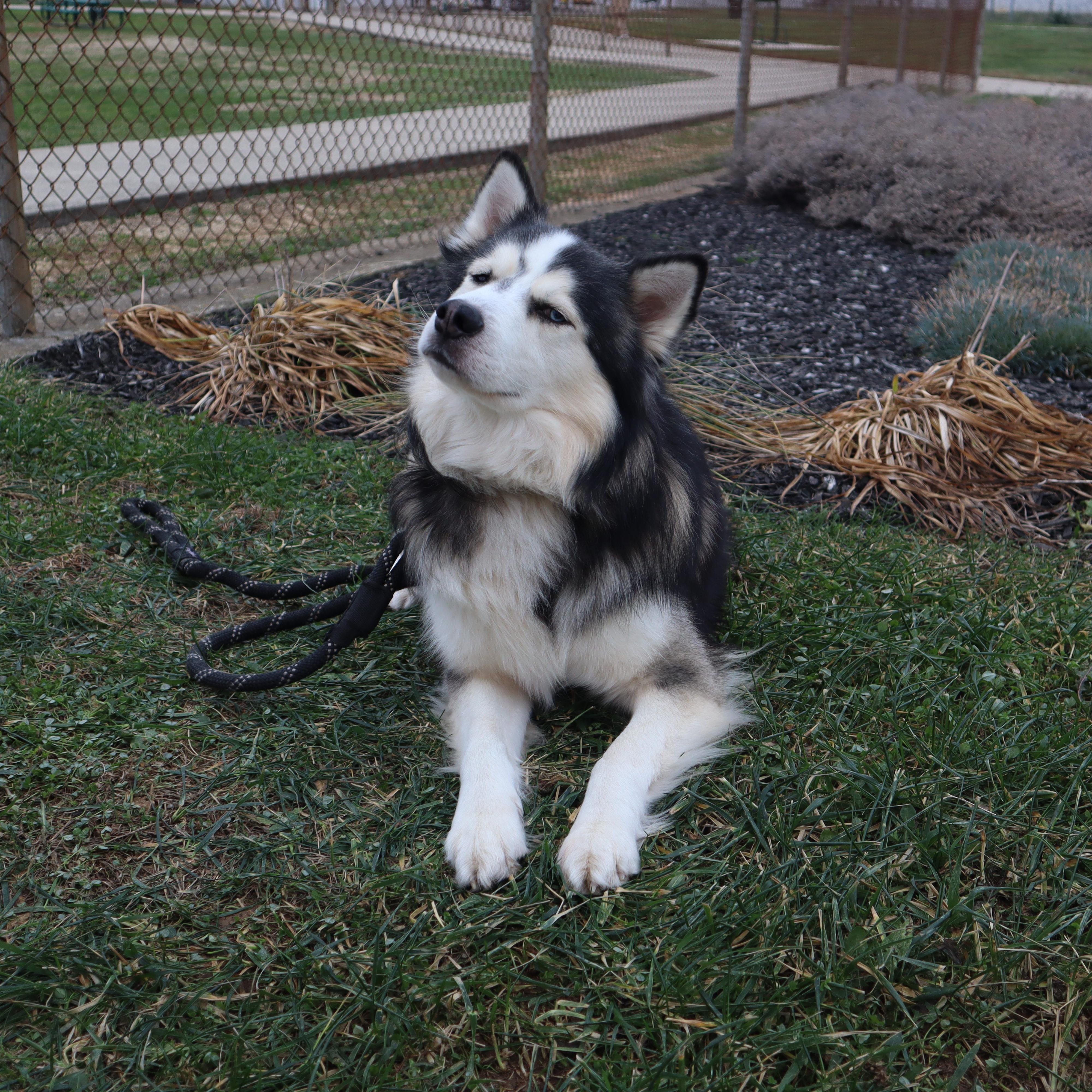 Enlarge Titus - Paws Behind Bars Prison Trained, a ADOPTABLE Siberian Husky in Goshen, KY image 4/5