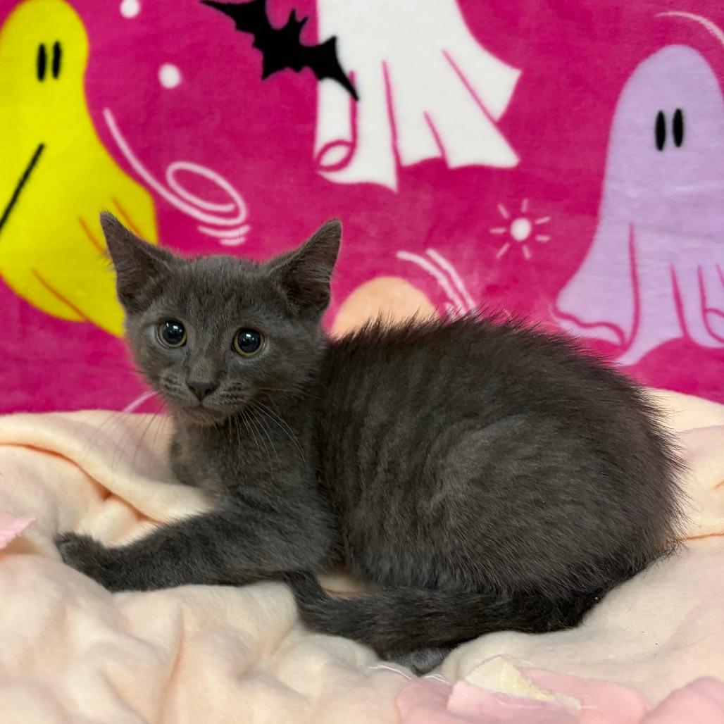Aster, Adoptable, Kitten Male Domestic Short Hair.