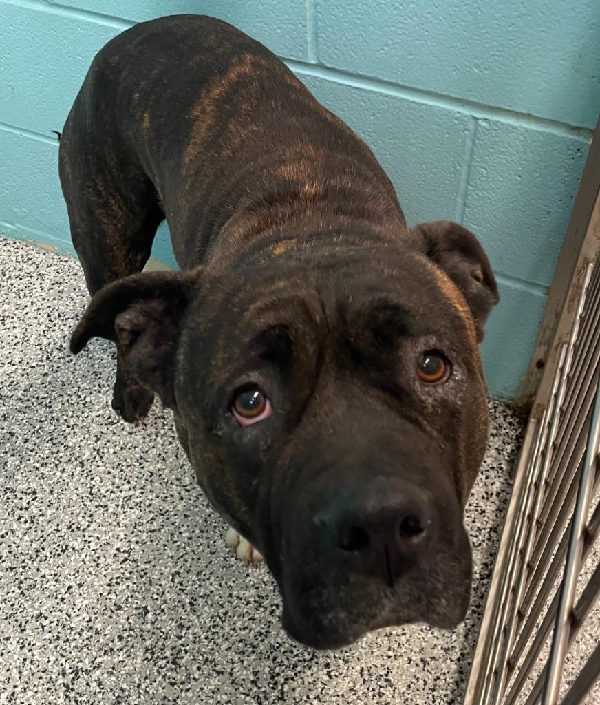 Enlarge Bessie, a Adoptable Pit Bull Terrier in Little Elm, TX image 2/2