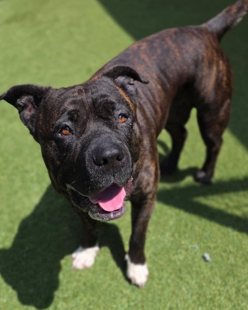 Enlarge Bessie, a Adoptable Pit Bull Terrier in Little Elm, TX image 1/1