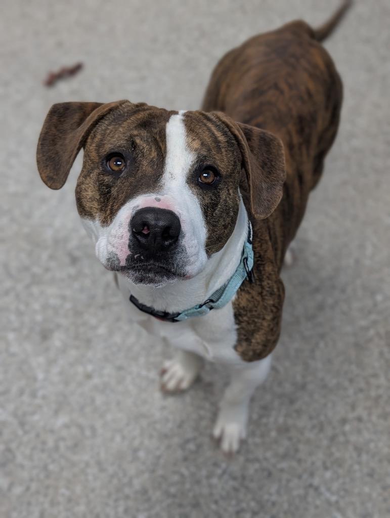 Enlarge Jax, a Adoptable mixed breed in Blountville, TN image 1/2