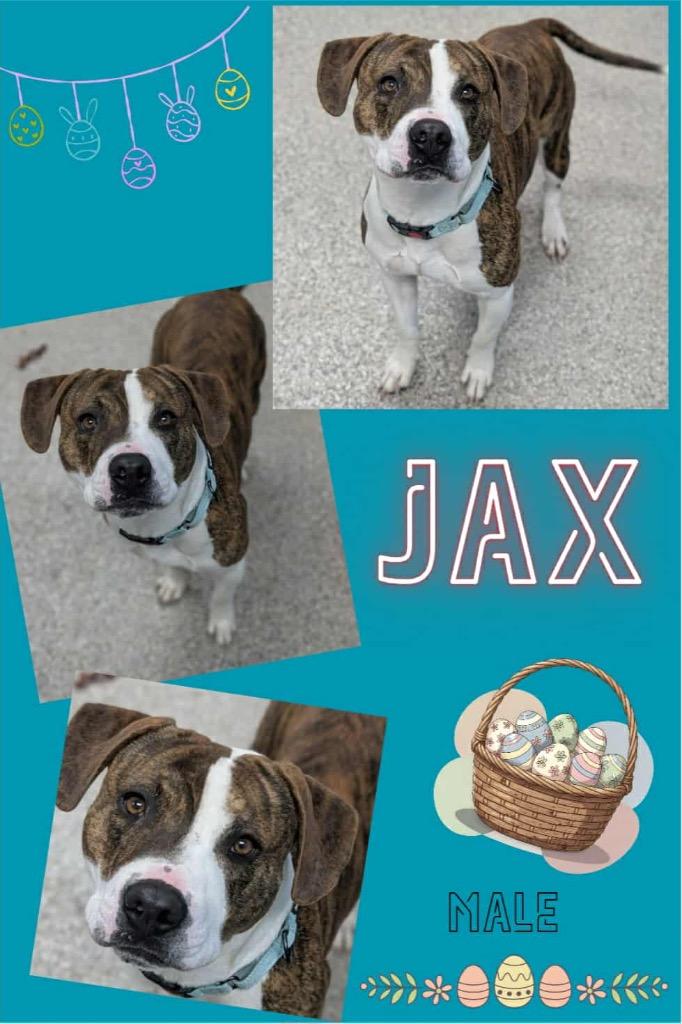 Enlarge Jax, a Adoptable mixed breed in Blountville, TN image 2/2