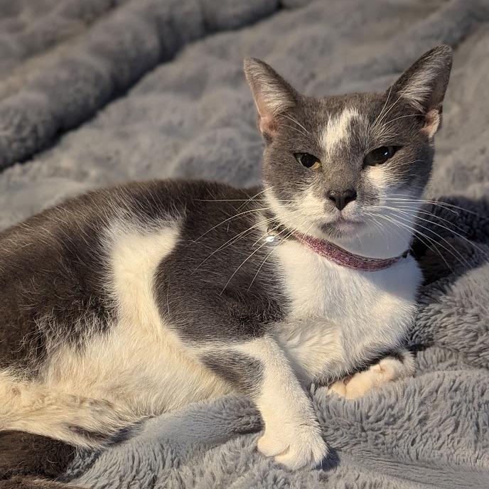 Cat McAfee, Adoptable, Young Female American Shorthair.