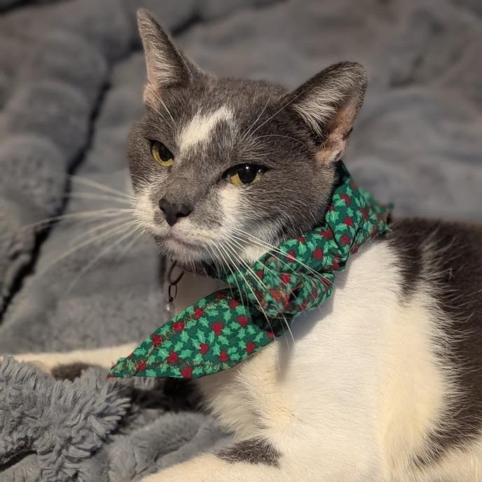 Enlarge Cat McAfee, a Adoptable American Shorthair in Johnstown, PA image 2/5