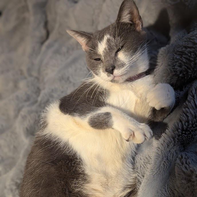 Enlarge Cat McAfee, a Adoptable American Shorthair in Johnstown, PA image 3/5