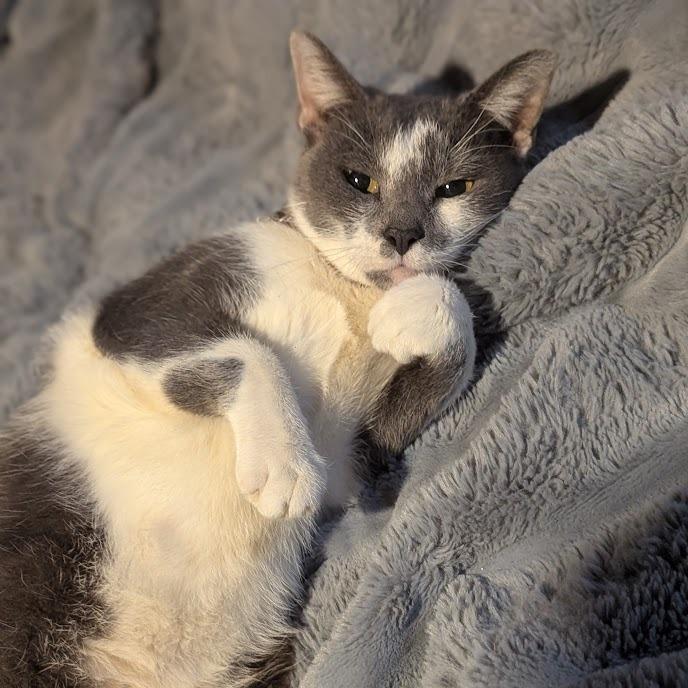 Enlarge Cat McAfee, a Adoptable American Shorthair in Johnstown, PA image 5/5