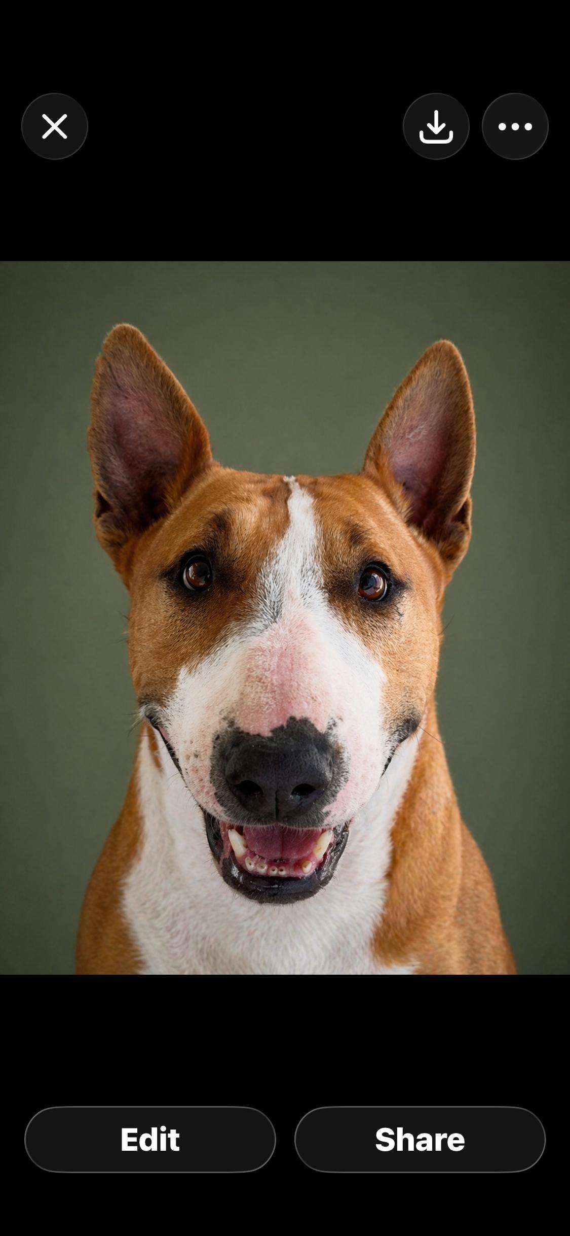 Mimi, Adoptable, Young Female Bull Terrier.