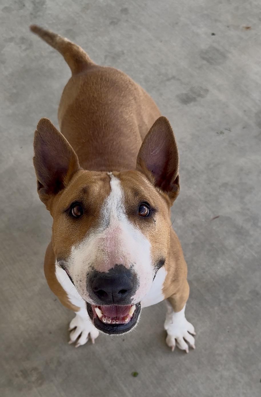 Enlarge Mimi, a Adoptable Bull Terrier in Littlerock, CA image 2/3