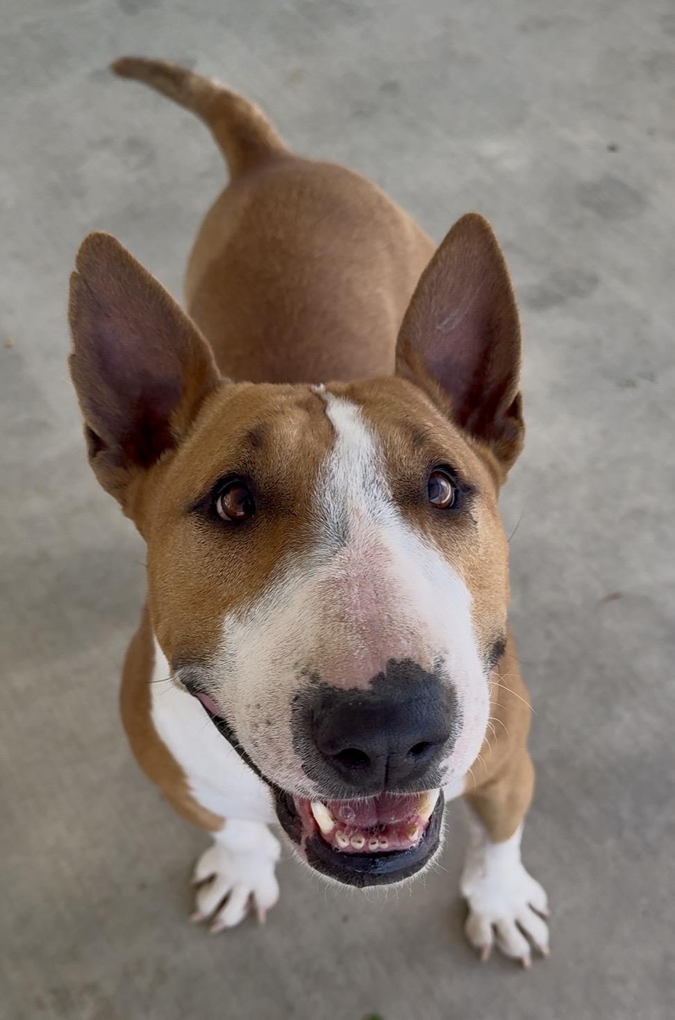 Enlarge Mimi, a Adoptable Bull Terrier in Littlerock, CA image 3/3
