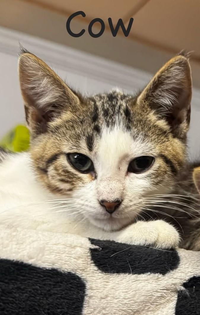 Enlarge Cow, a Adoptable mixed breed in Owatonna, MN image 3/3