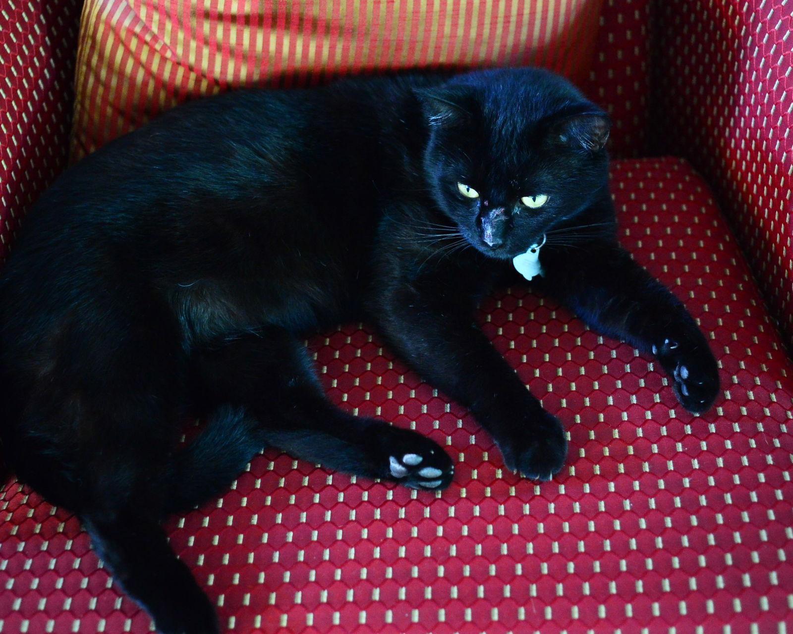 Enlarge Mowgli, a Adoptable Domestic Short Hair in Naples, FL image 1/1