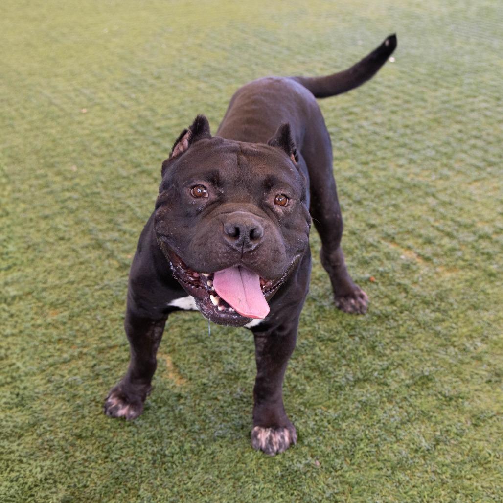 Pudge, Adoptable, Adult Male Pit Bull Terrier.