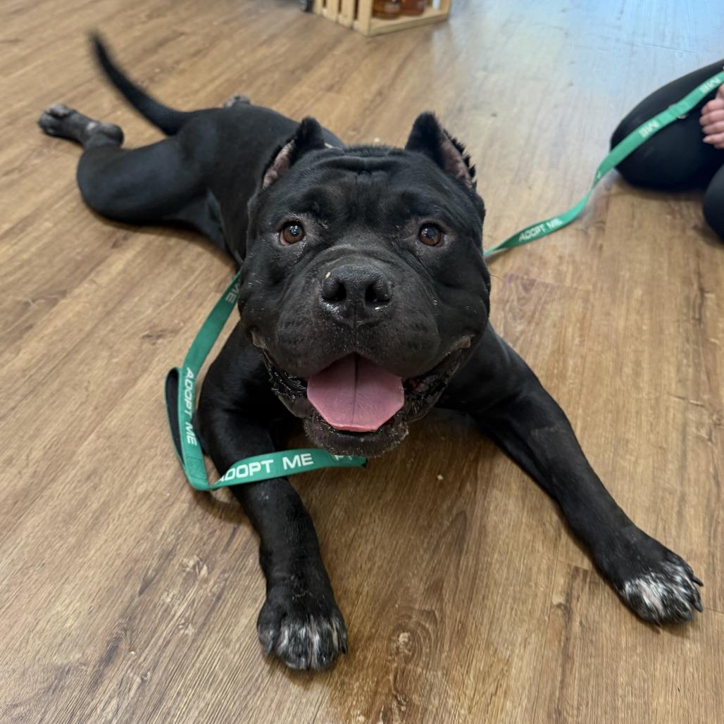 Pudge, a Adoptable Pit Bull Terrier in Pasadena, CA image 1/6