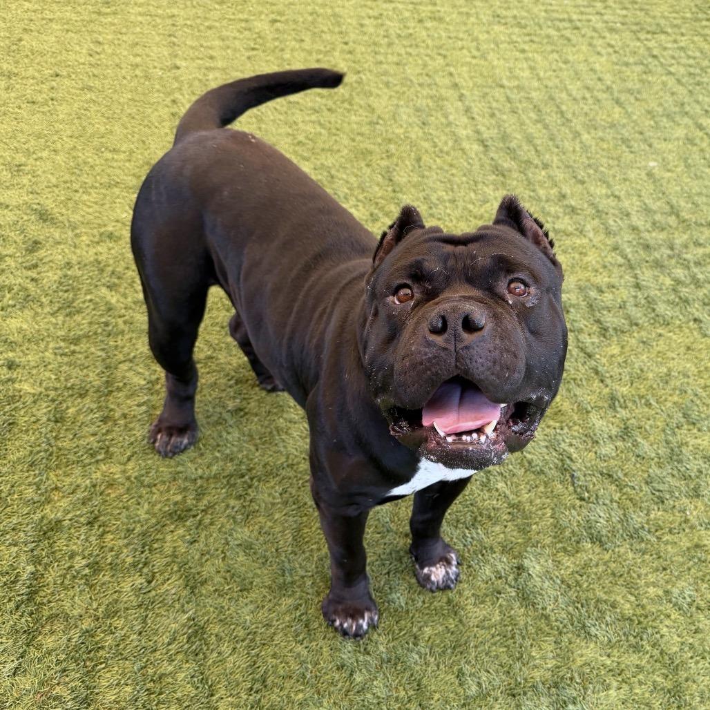 Pudge, a Adoptable Pit Bull Terrier in Pasadena, CA image 2/6