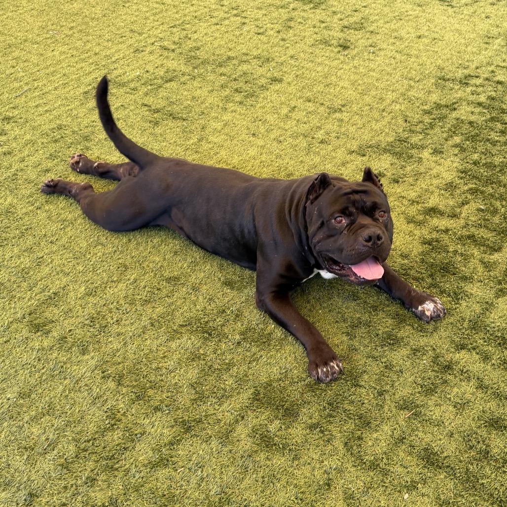 Pudge, a Adoptable Pit Bull Terrier in Pasadena, CA image 3/6