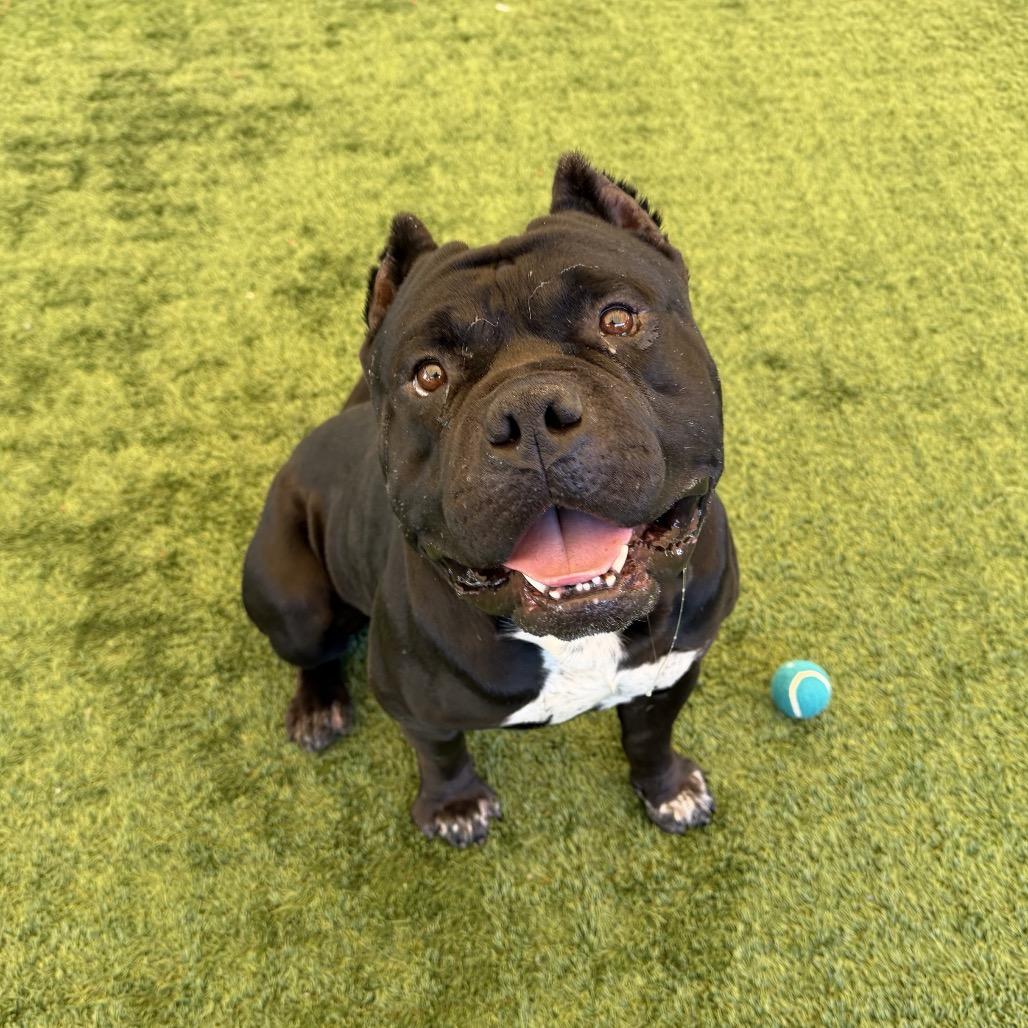 Pudge, a Adoptable Pit Bull Terrier in Pasadena, CA image 4/6