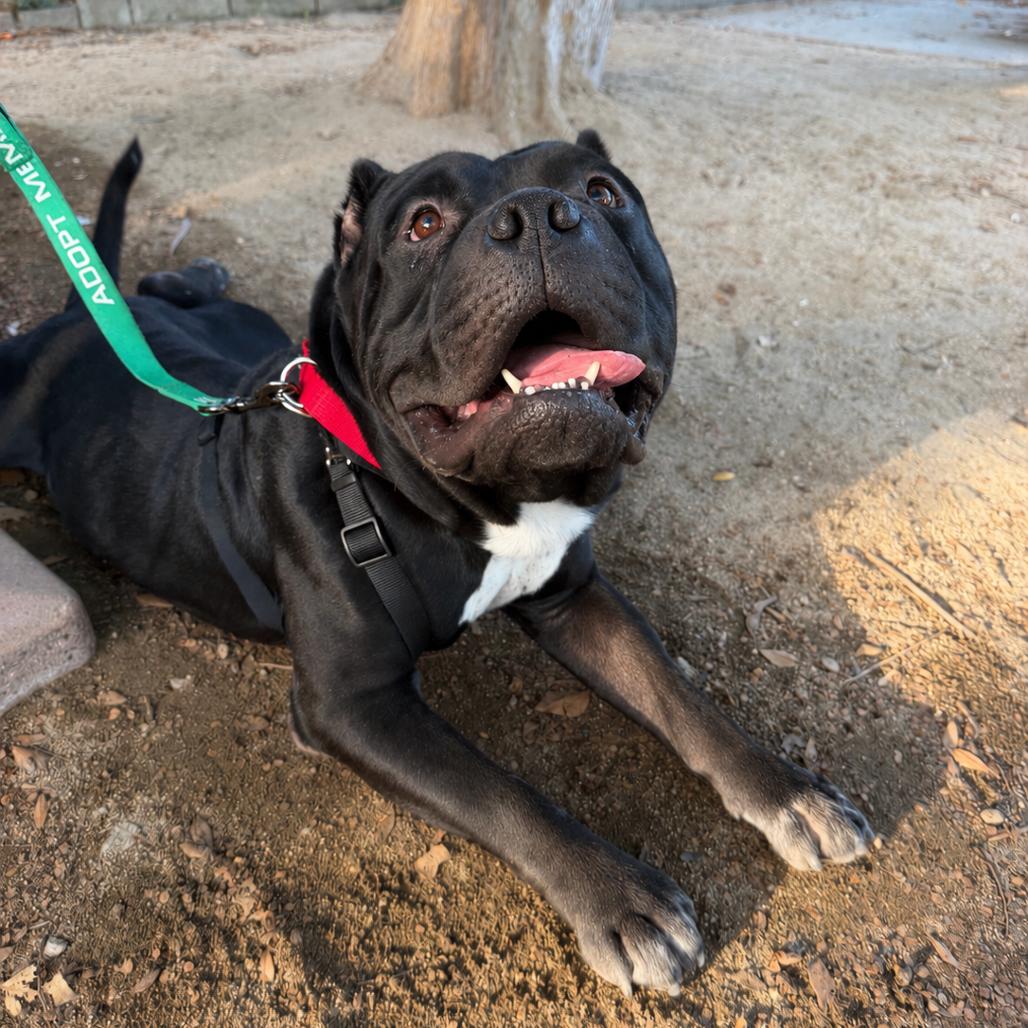 Pudge, a Adoptable Pit Bull Terrier in Pasadena, CA image 5/6