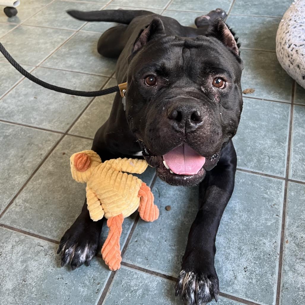 Pudge, a Adoptable Pit Bull Terrier in Pasadena, CA image 6/6