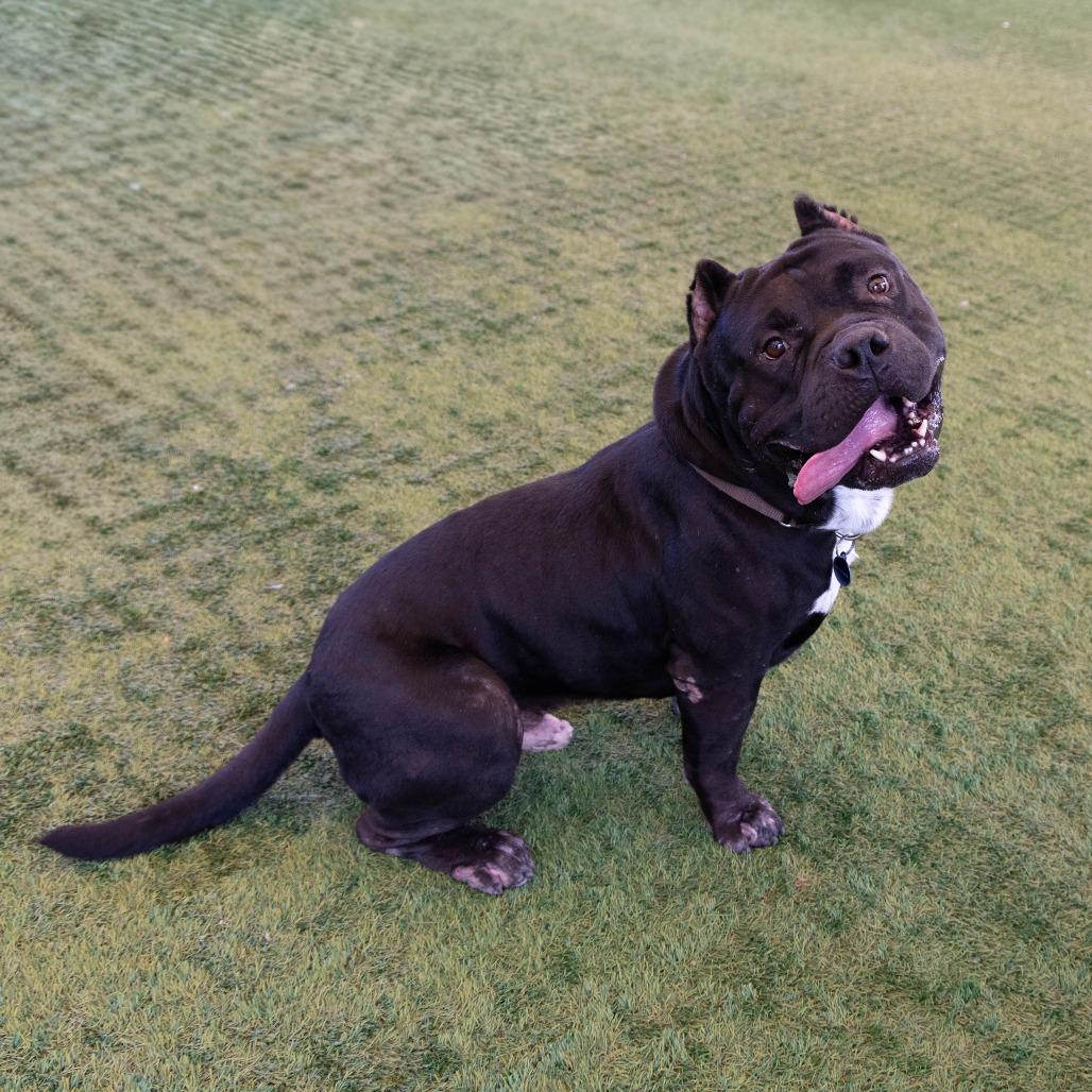 Enlarge Pudge, a Adoptable Pit Bull Terrier in Pasadena, CA image 6/6