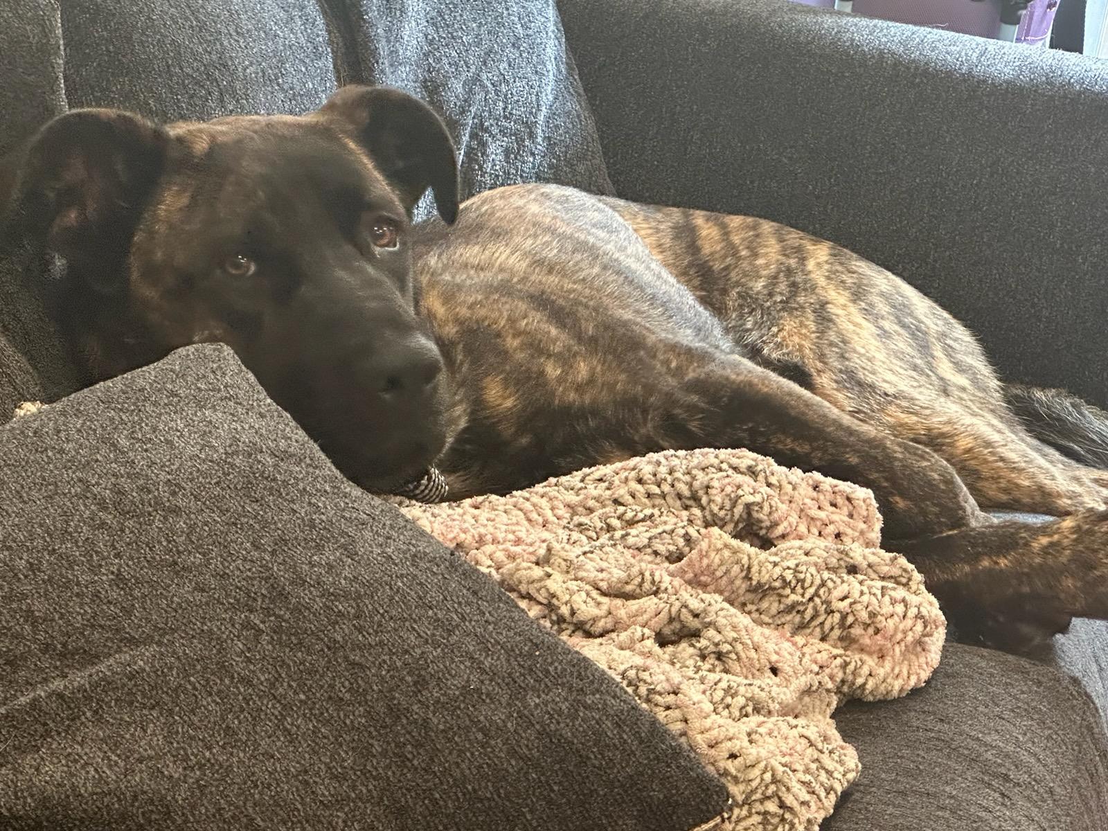 Milo is a good boy!, a Adoptable mixed breed in Redondo Beach, CA image 1/3