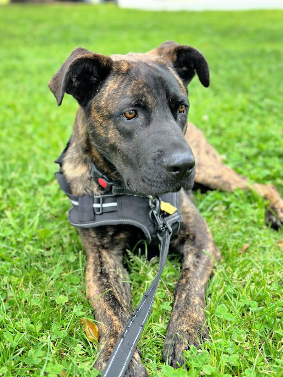 Milo is a good boy!, a Adoptable mixed breed in Redondo Beach, CA image 2/3