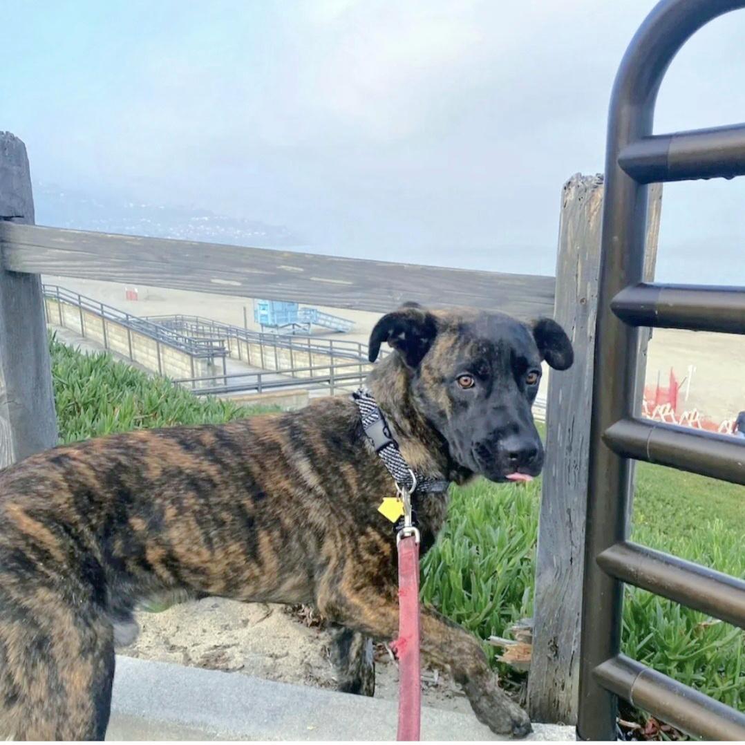 Milo is a good boy!, a Adoptable mixed breed in Redondo Beach, CA image 3/3