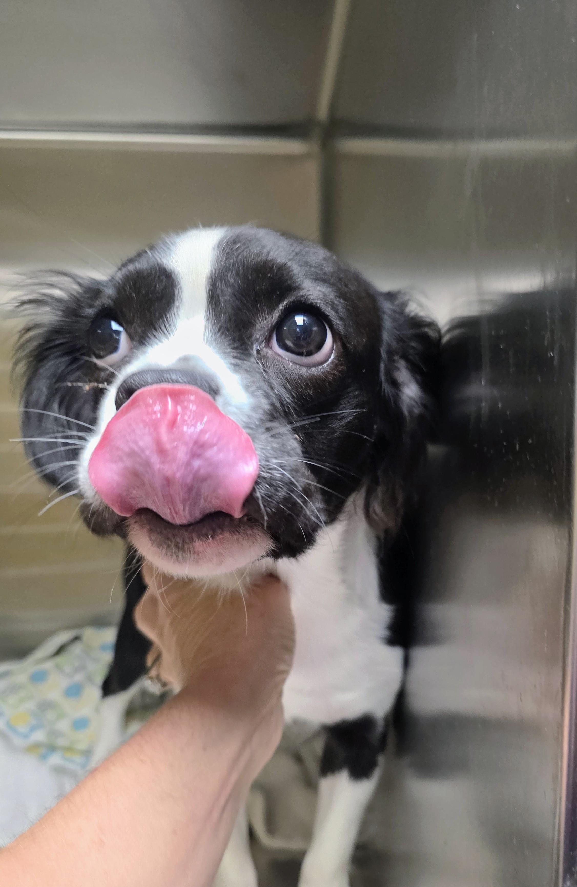 Ivy, ADOPTABLE, Puppy Female French Bulldog & Boston Terrier.