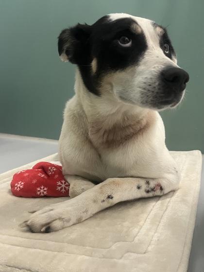 Enlarge Friday 1305-25, a Adoptable mixed breed in Cumming, GA image 1/2