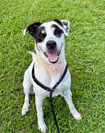 Friday 1305-25, Adoptable, Senior Male Pointer & Mixed Breed.