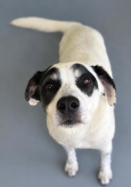 Enlarge Friday 1305-25, a Adoptable mixed breed in Cumming, GA image 2/2