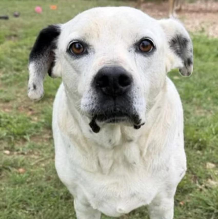Lenny, Adoptable, Senior Male Boxer.