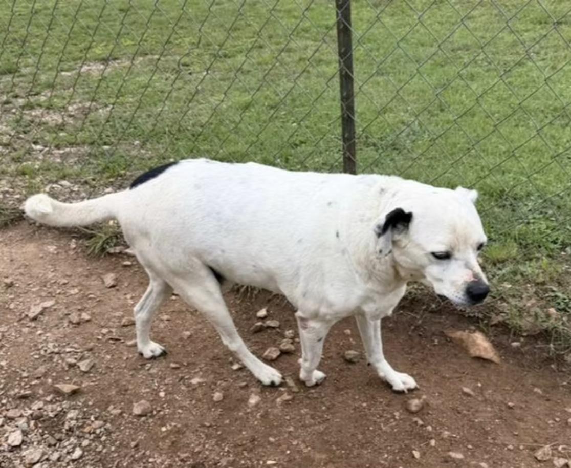 Lenny, a Adoptable mixed breed in Marble Falls, TX image 2/2