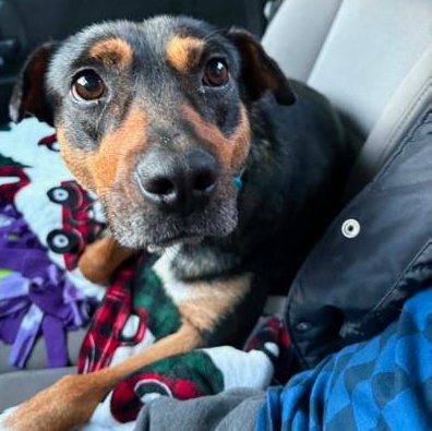 Enlarge Ellie, an adoptable mixed breed in Lemont, IL image 2/6