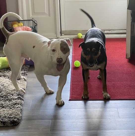 Enlarge Ellie, an adoptable mixed breed in Lemont, IL image 5/6