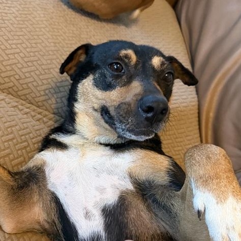 Enlarge Ellie, an adoptable mixed breed in Lemont, IL image 1/6