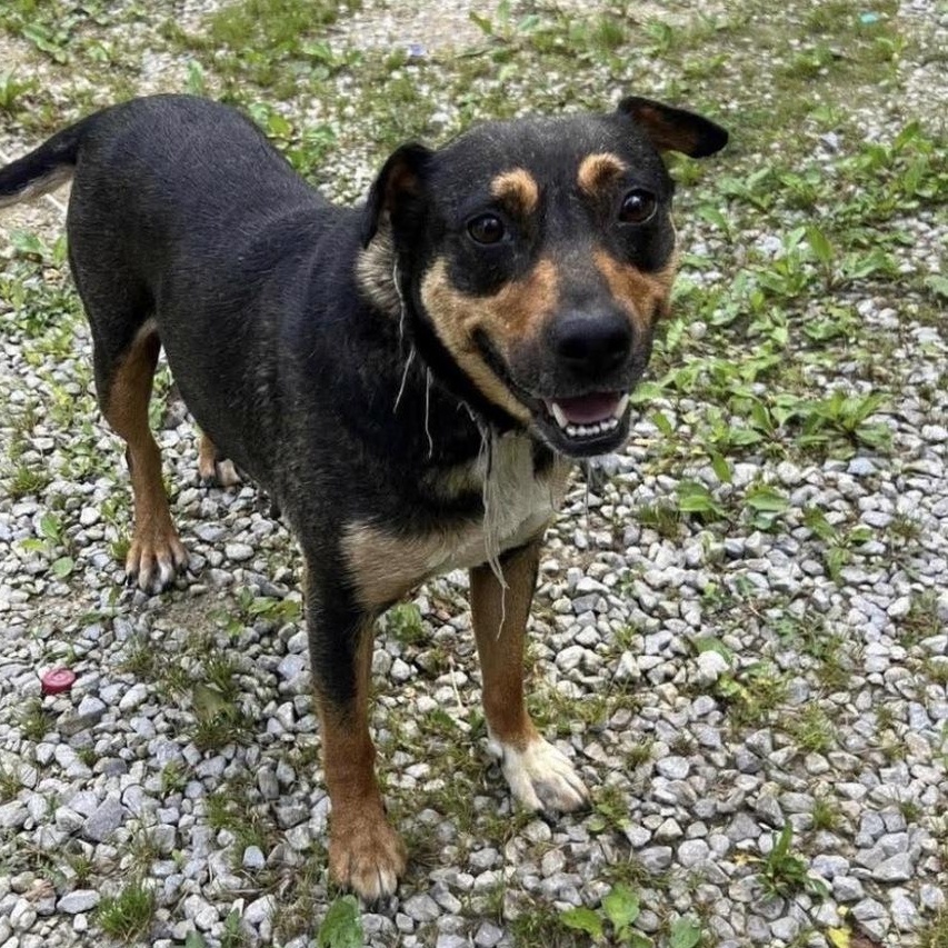 Enlarge Ellie, an adoptable mixed breed in Lemont, IL image 4/6