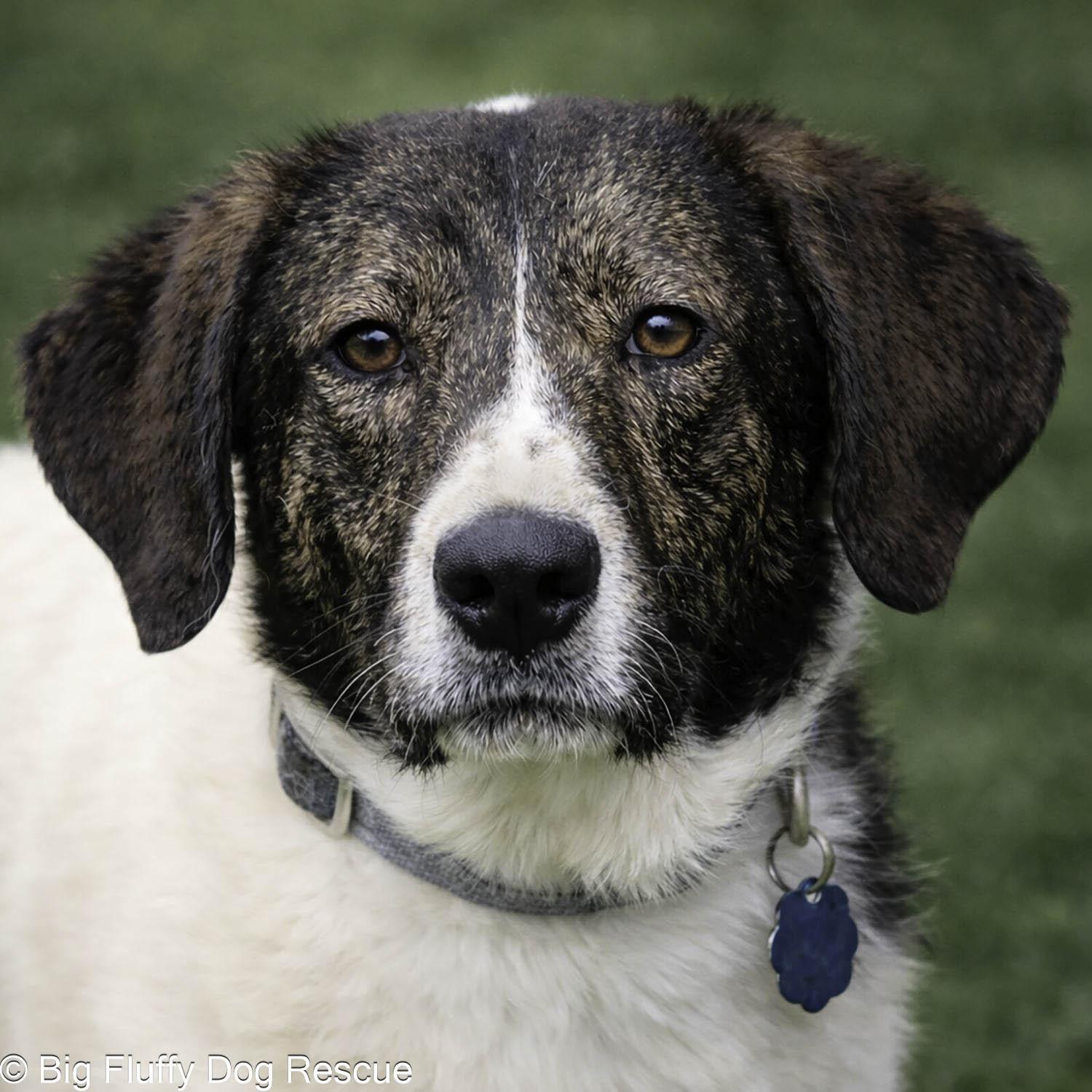 Enlarge Tavish, an adopted mixed breed in Pewaukee, WI image 3/3