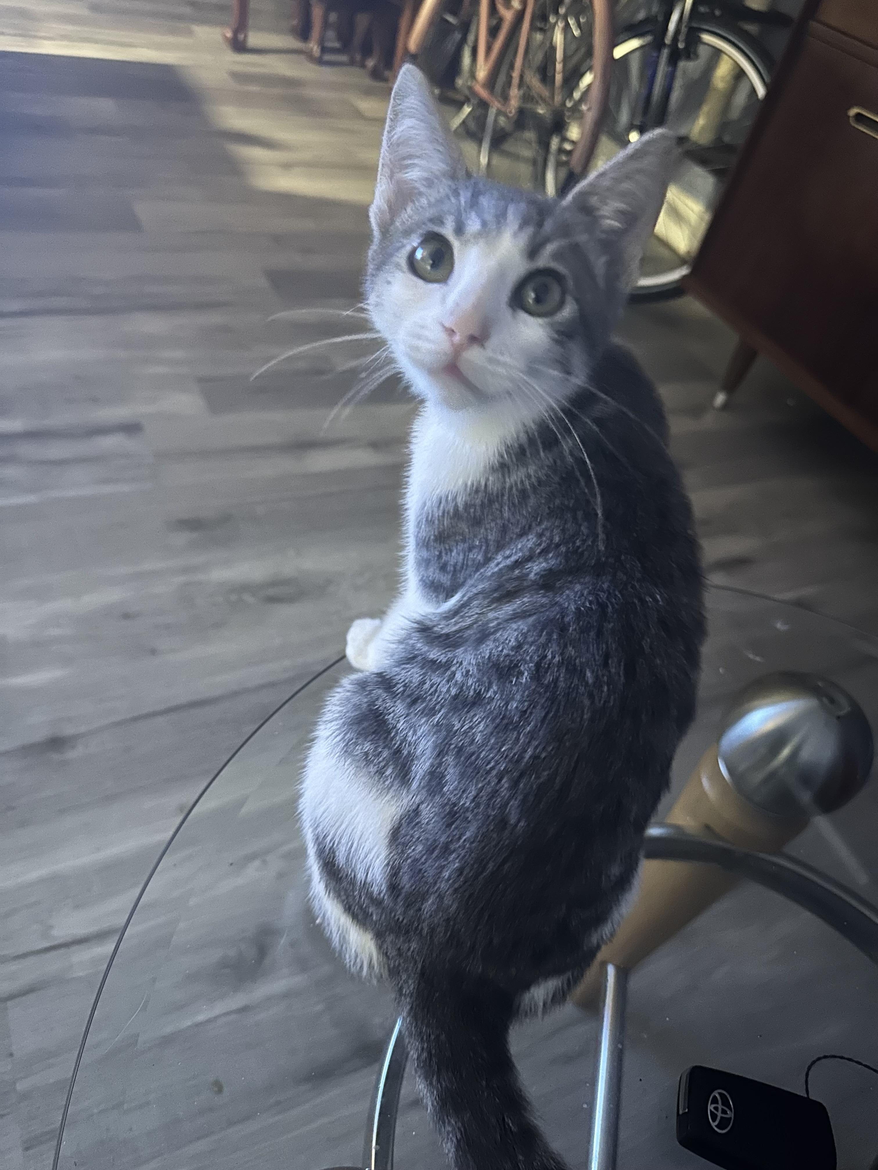 Enlarge Floyd, a ADOPTABLE Domestic Short Hair in HUNTINGTON BEACH, CA image 1/5