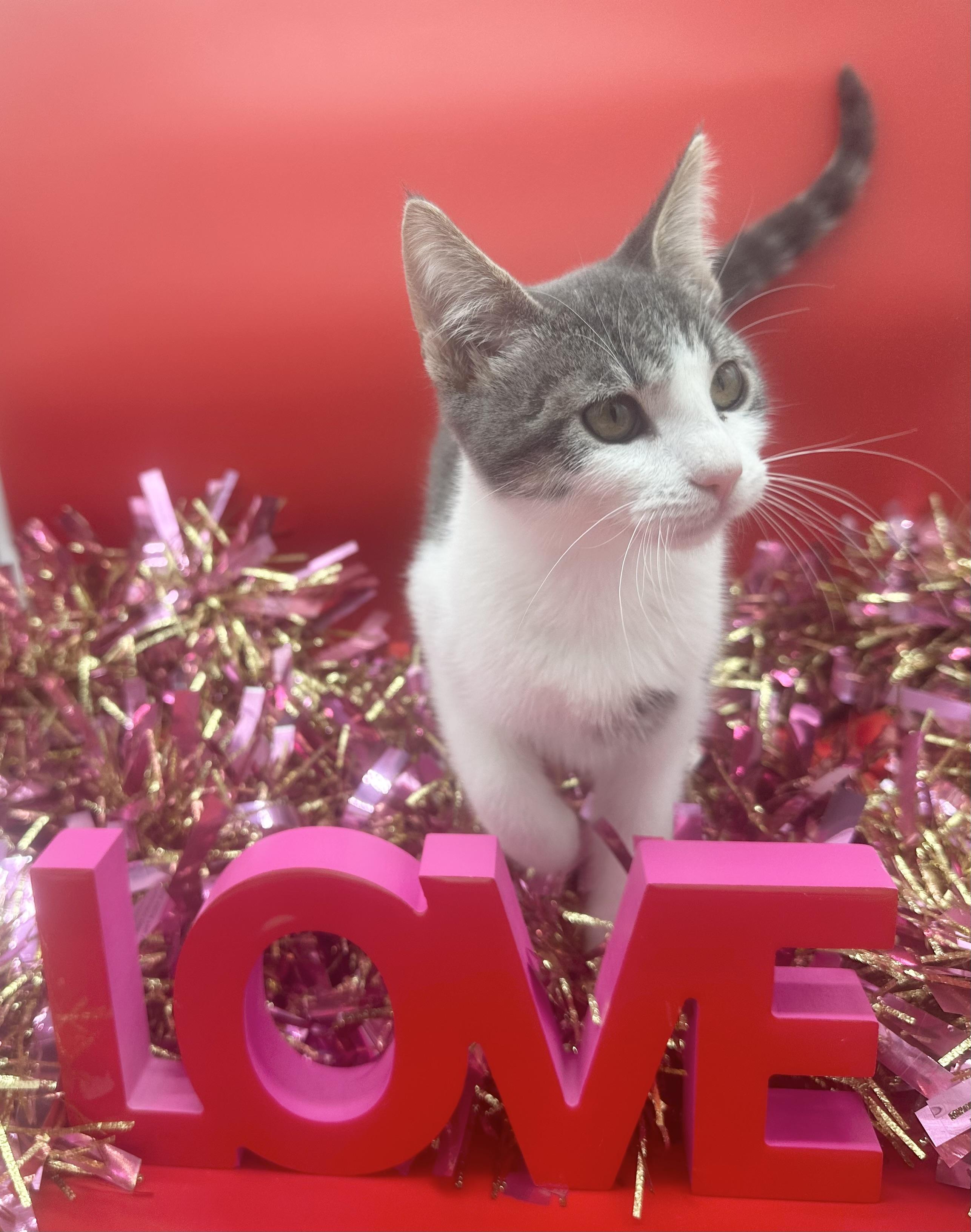 Enlarge Floyd, a ADOPTABLE Domestic Short Hair in HUNTINGTON BEACH, CA image 5/5