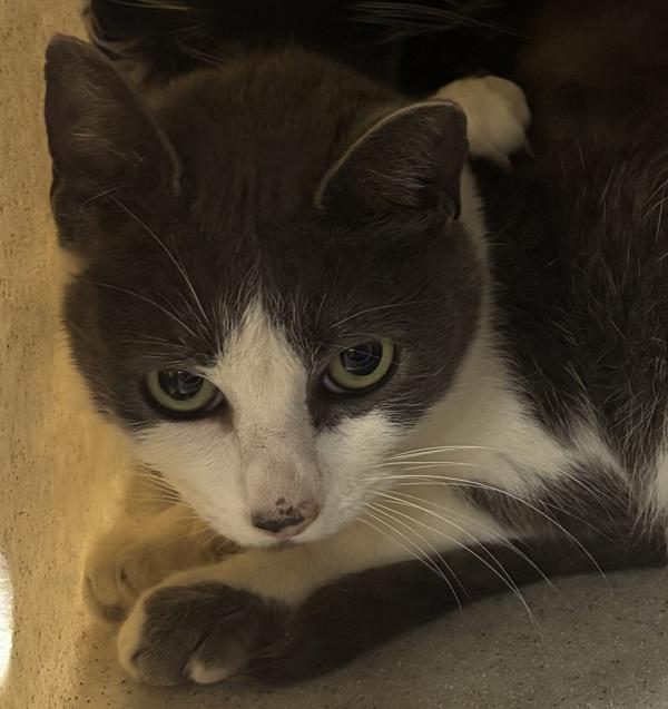 Working Cat - Ash, Adoptable, Adult Female Domestic Short Hair.