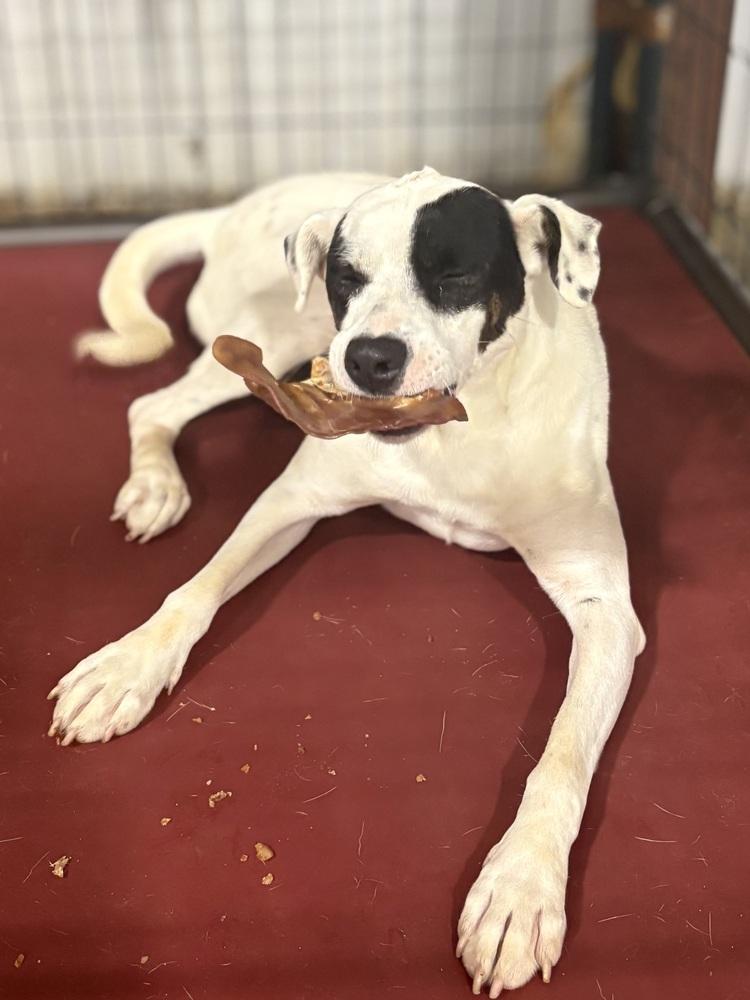 Jessie 25, a Adoptable mixed breed in Crystal Springs, MS image 1/6